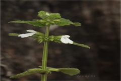 Leucas biflora